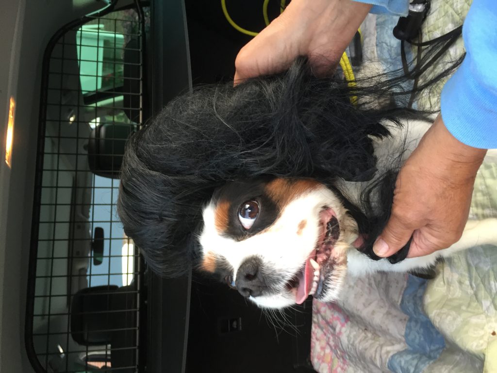 nelson-elvis