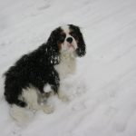 nelson-in-de-sneeuw
