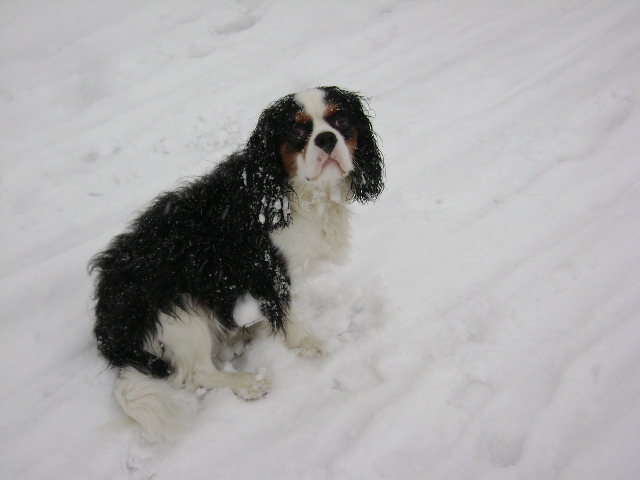nelson-in-de-sneeuw
